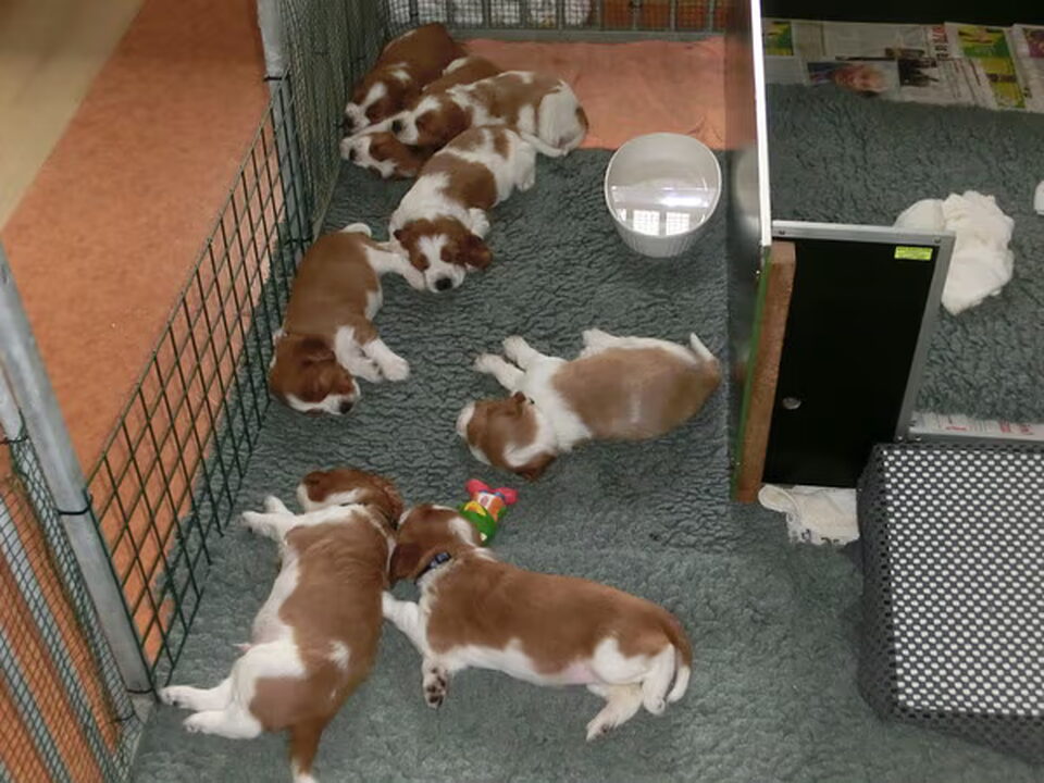Pups van Of The New Born Beauty,s