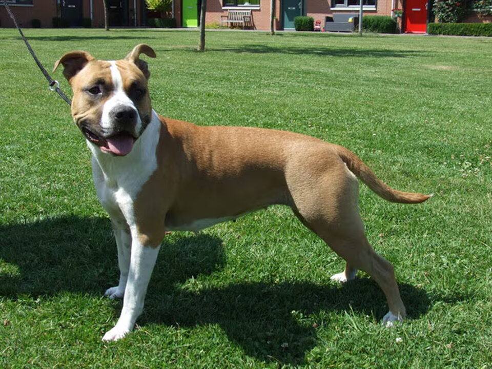 Foto van Roco's Amstaff