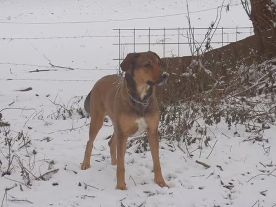 Pups van Senna onze Rhodesian Ridgeback