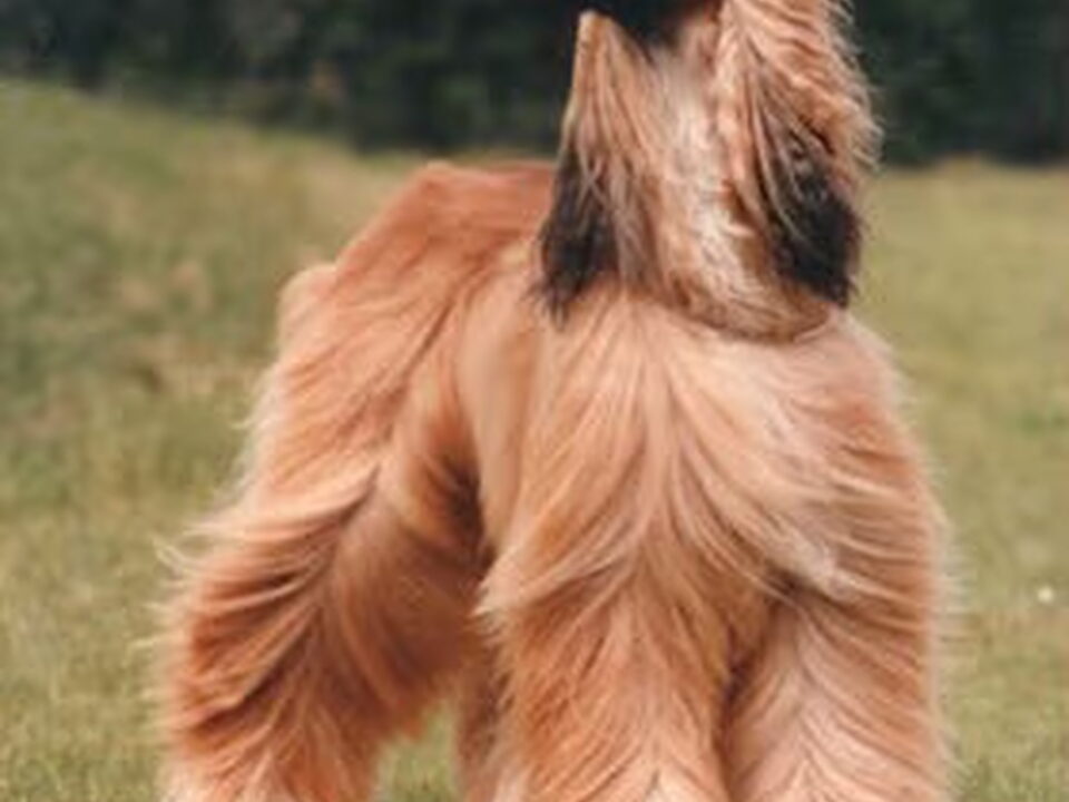 Afghaanse Windhond