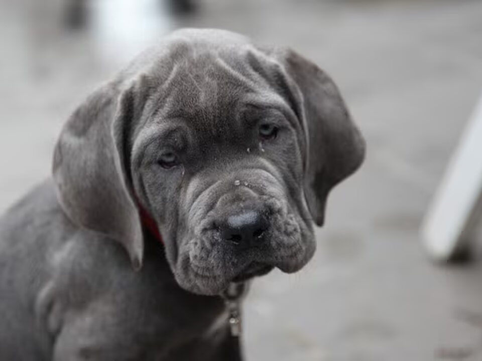 Mastino Napoletano