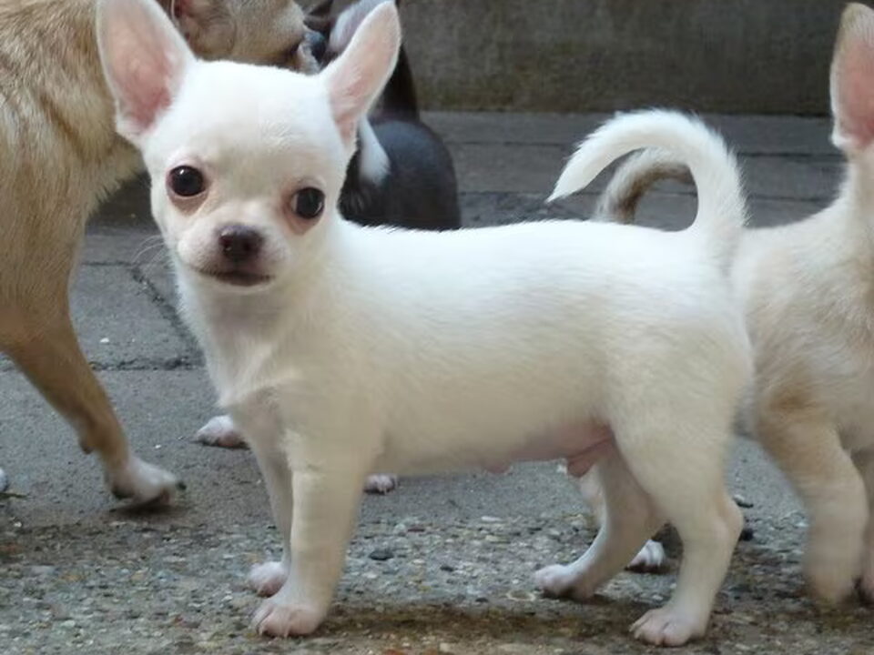 Pups van Chihuahua Kennel