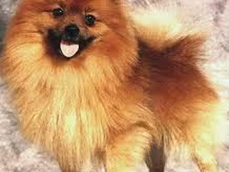 Keeshond, Klein