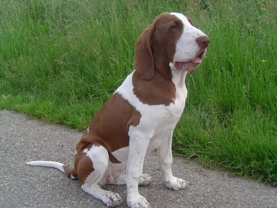 Bracco Italiano