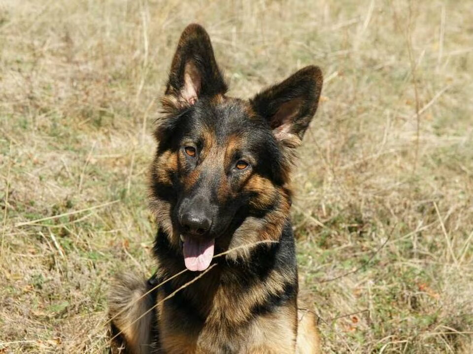 Foto van Oudduitse herder kennel Des Quatre Montagnes