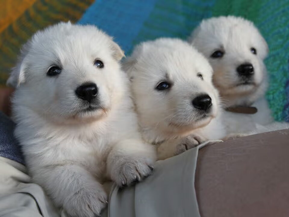 Pups van Van 't Kastagnebos
