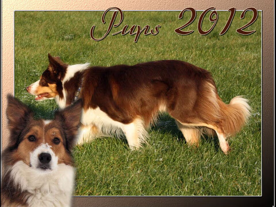 Foto van "Beautiful Day's Border Collies"