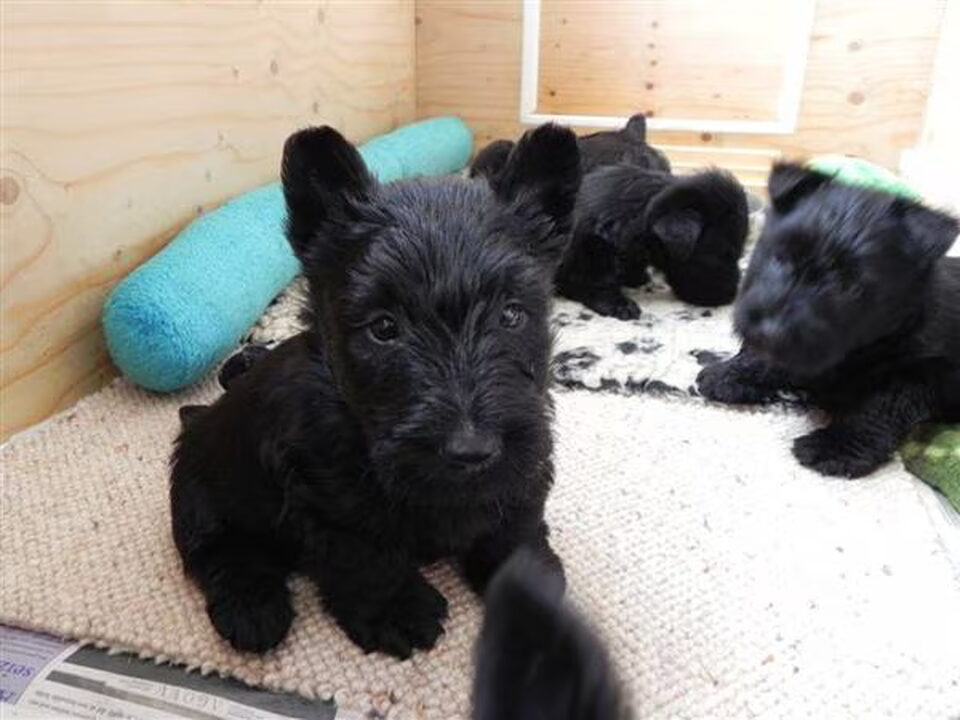 Pups van MyCharmeRascal