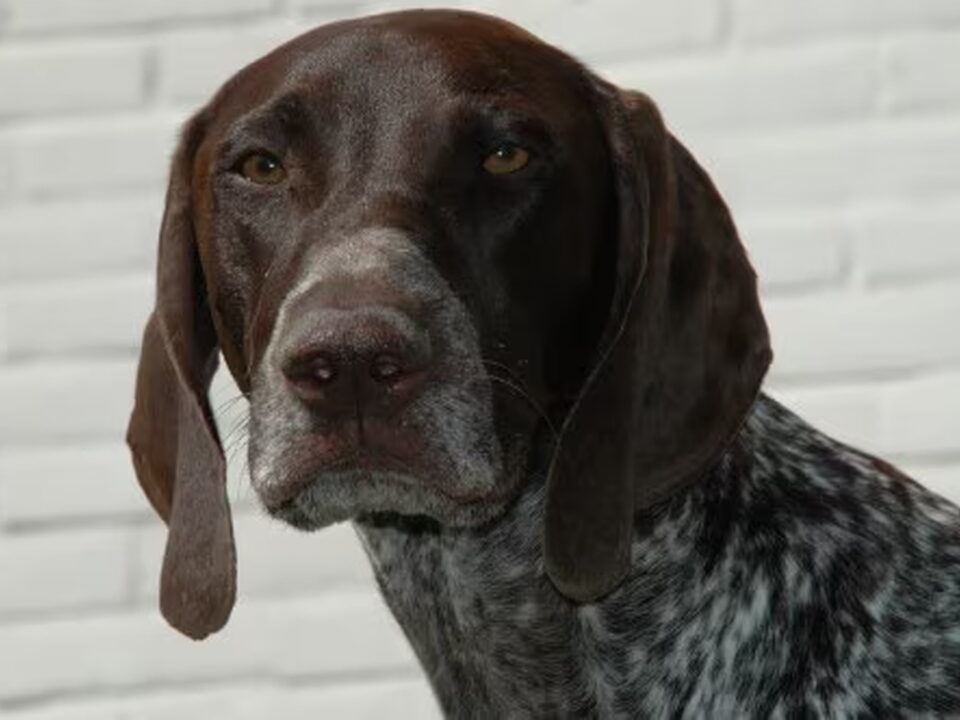 Duitse Staande Hond, Korthaar