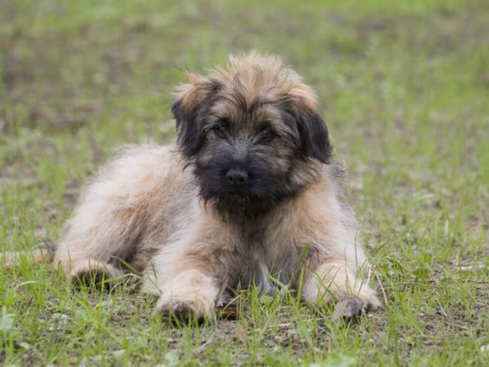 Pups van Des Aimables Diables