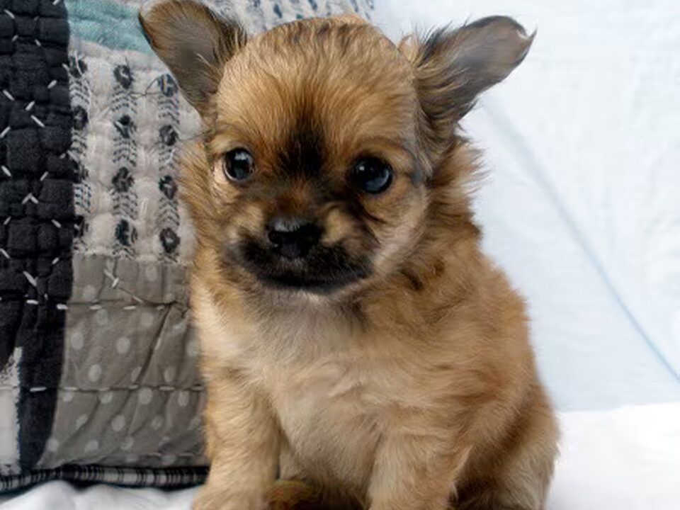Pups van Little Attitude's