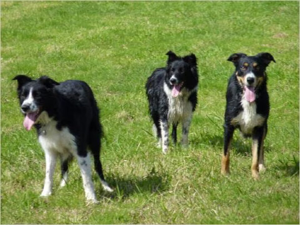 Foto van Born as a Star Bordercollies