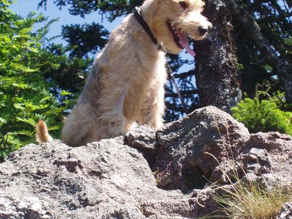Lakeland Terrier