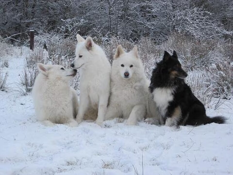 Foto van Schylger Samoyeds