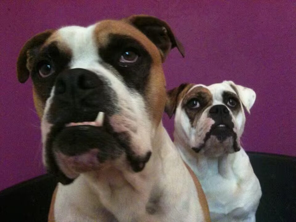 Foto van RebelBullys