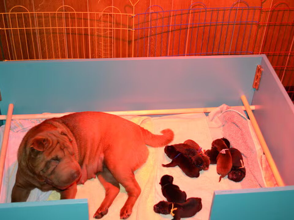 Pups van The Wrinkled Journey
