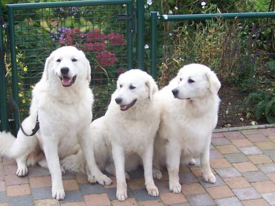 Foto van Kuvaszkennel Északi Irányban