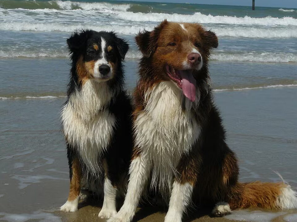 Foto van Down Under Dogs