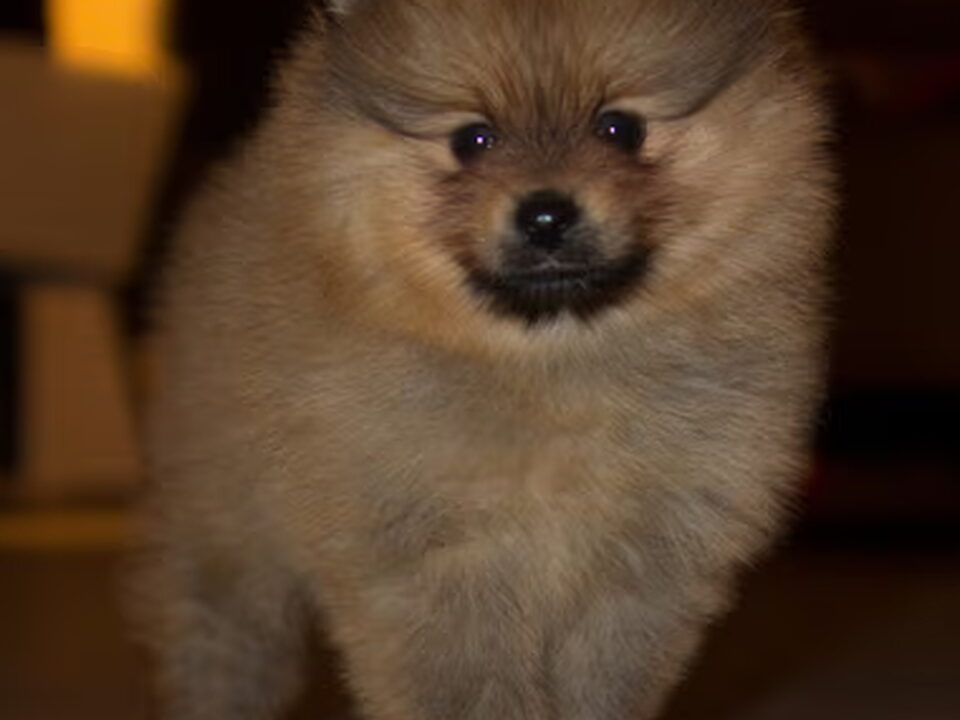Pups van Dee 's Pomeranians