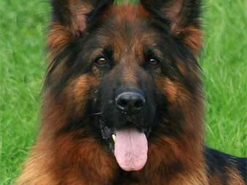 Pups van Anke Wundrock (Von Schloss Bladenhorst)