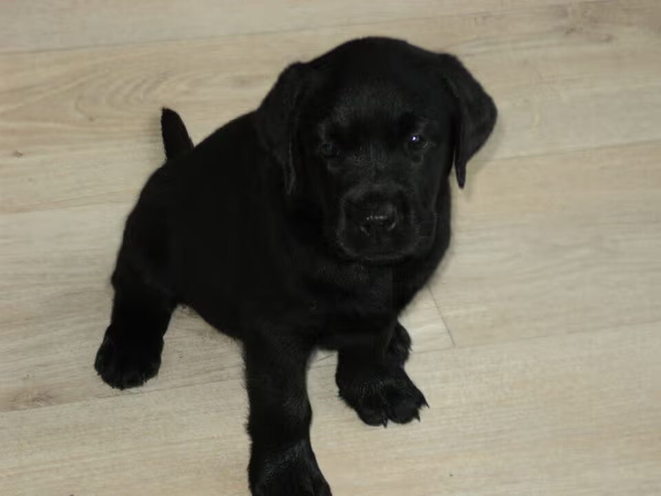 Pups van Moorings Hill Labradors