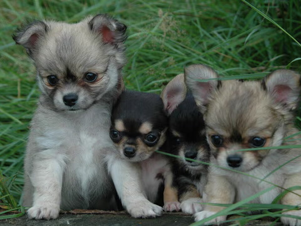 Pups van Cowboys And Angels