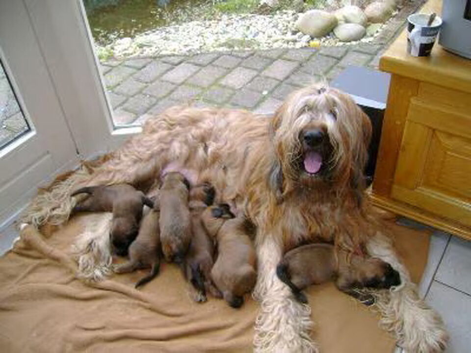 Pups van Briardkennel Le Berger De La Ruche