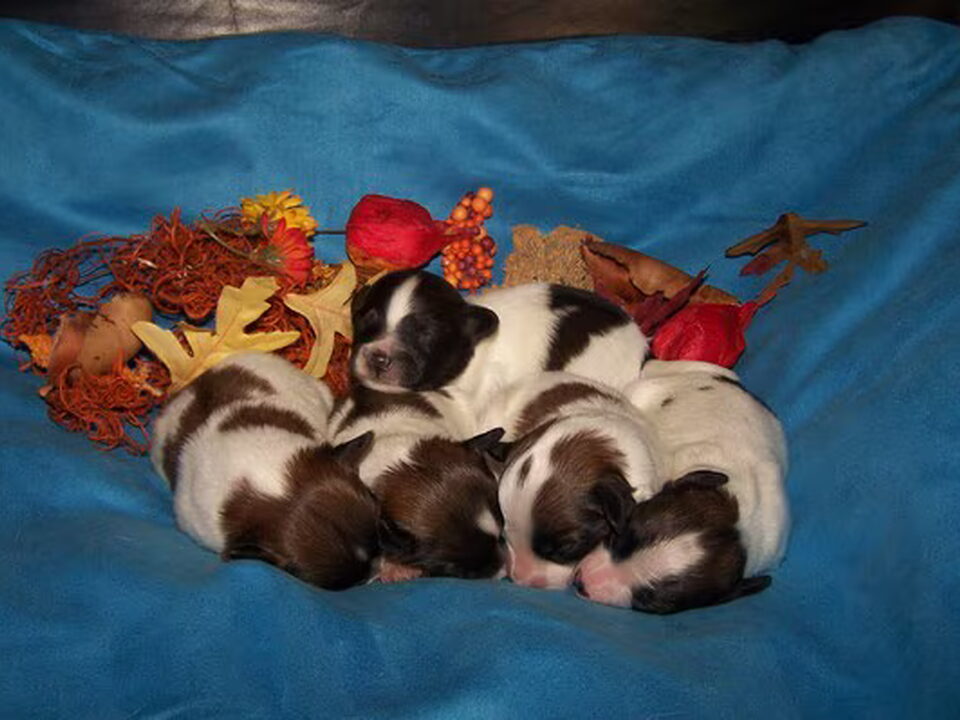 Pups van Melieven