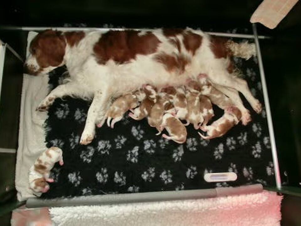 Pups van Of The New Born Beauty,s