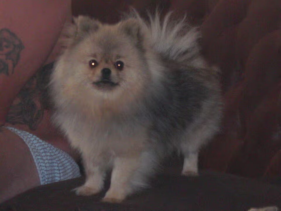 Pups van h.bras