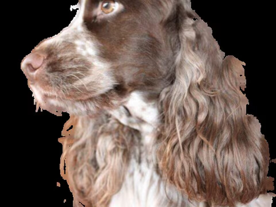 Pups van Mafego's (Noord-Brabant)