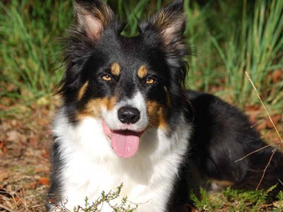 Pups van Erica Baal