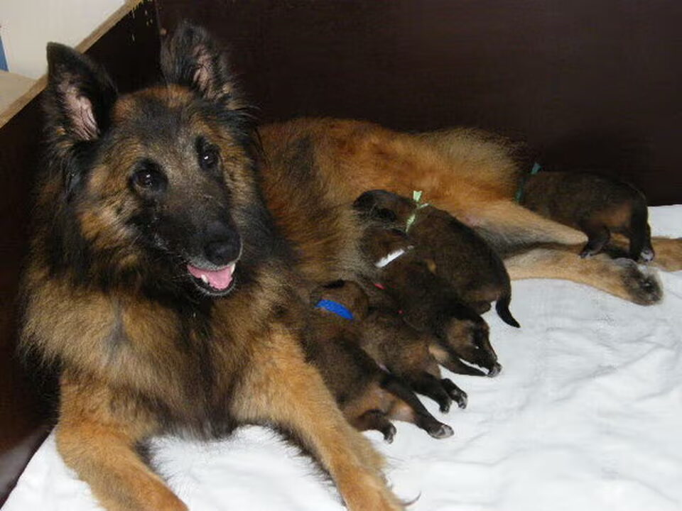 Pups van Tyboki's