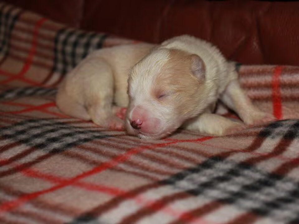 Pups van Sharilin Border Collie's