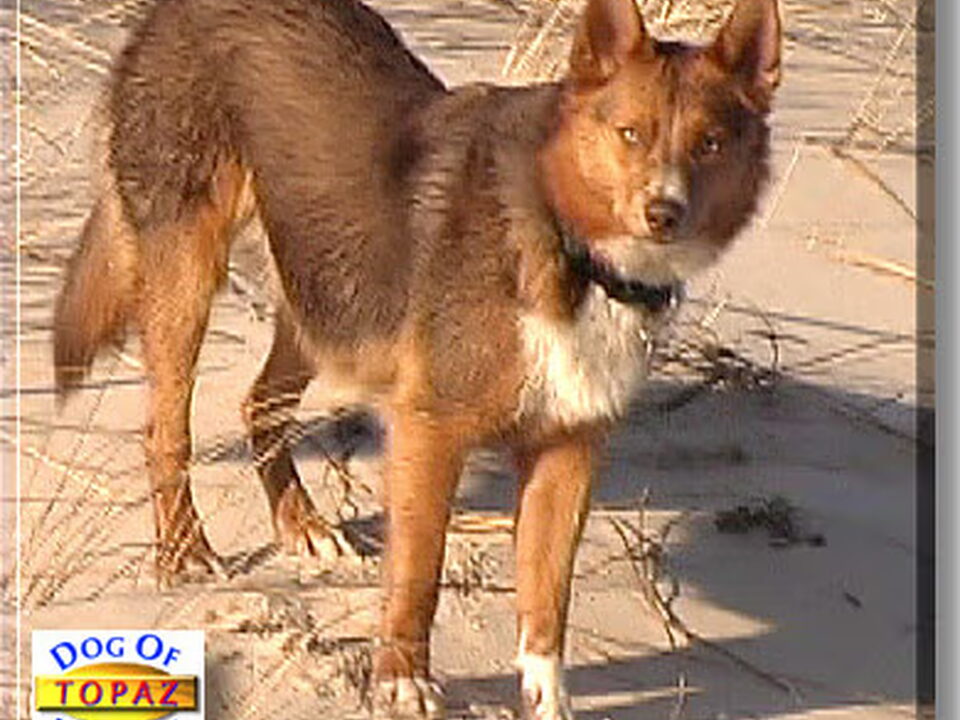 American Indian Dog