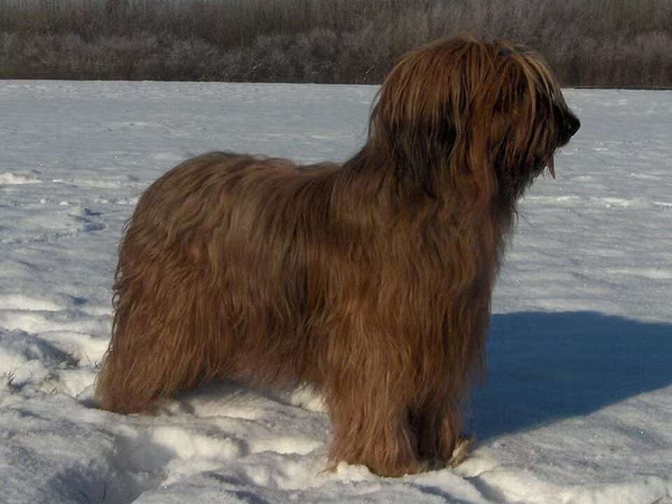 Pups van briards "du Lion d´Orange"