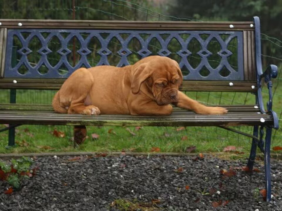 Foto van v.kailanka's bordeaux dog kennel