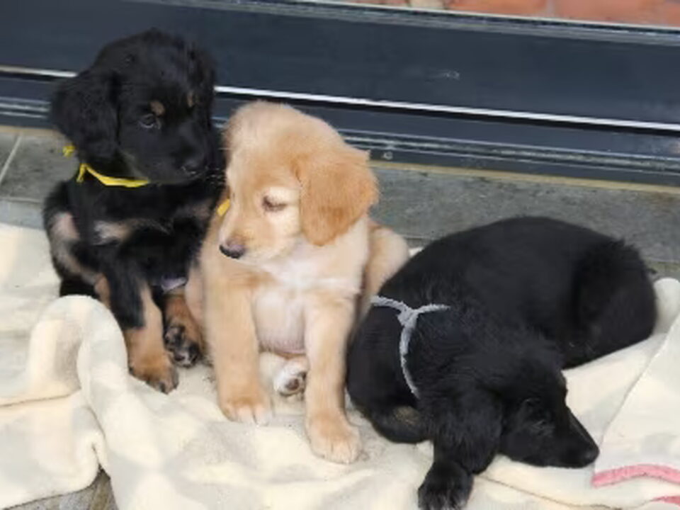 Pups van vanfardix