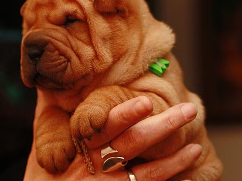 Foto van shar pei kennel Damishar