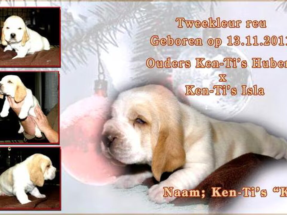 Pups van Ken-Ti's