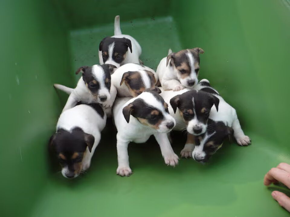 Pups van Sigrid