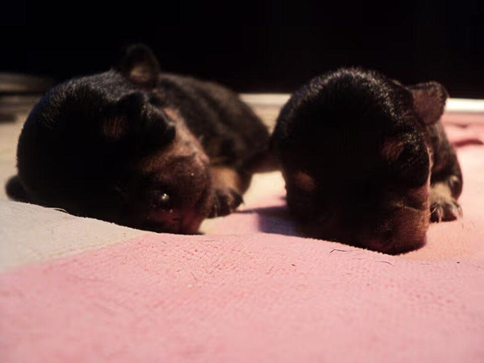 Foto van Amor del Perro