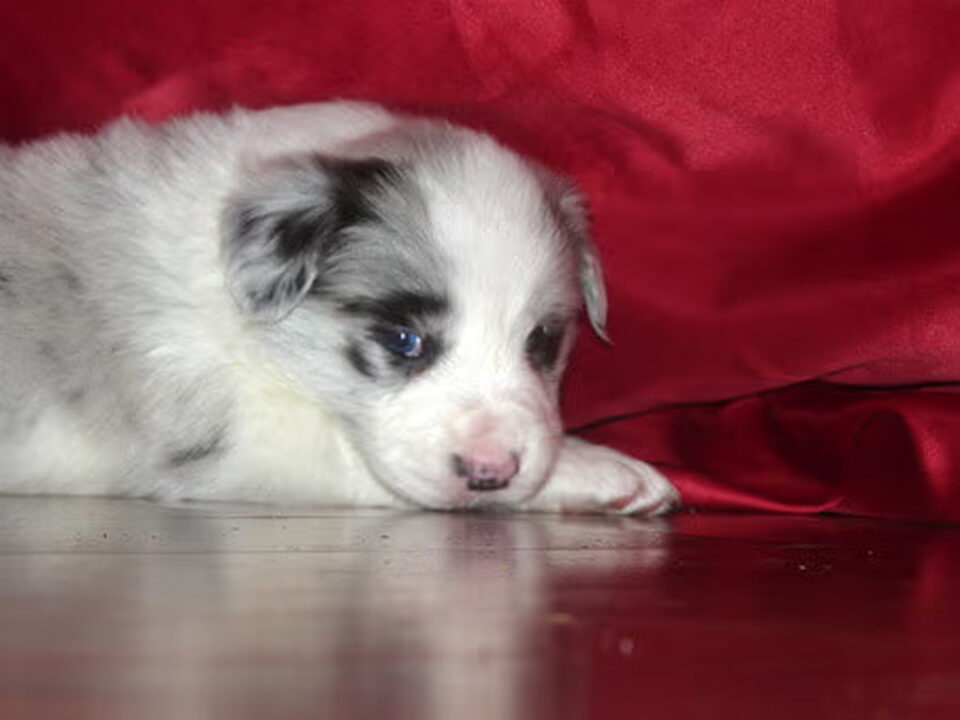 Pups van ofinckashills
