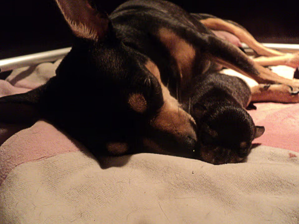 Pups van Amor del Perro