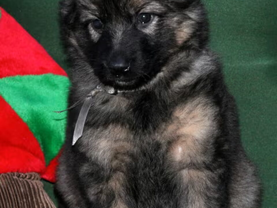 Pups van Cookies Inc