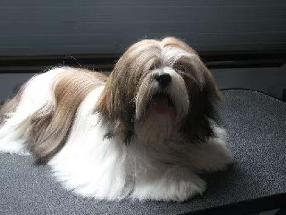 Foto van Destination of Love, Lhasa apso kennel
