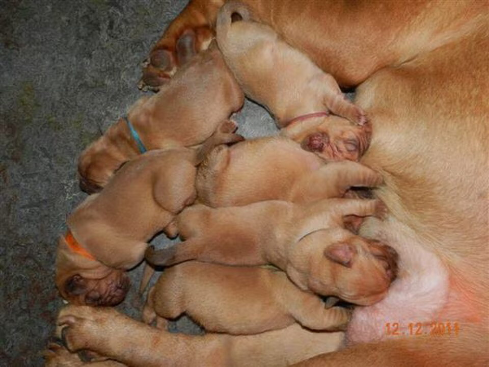 Pups van DENLOT BORDEAUXDOG
