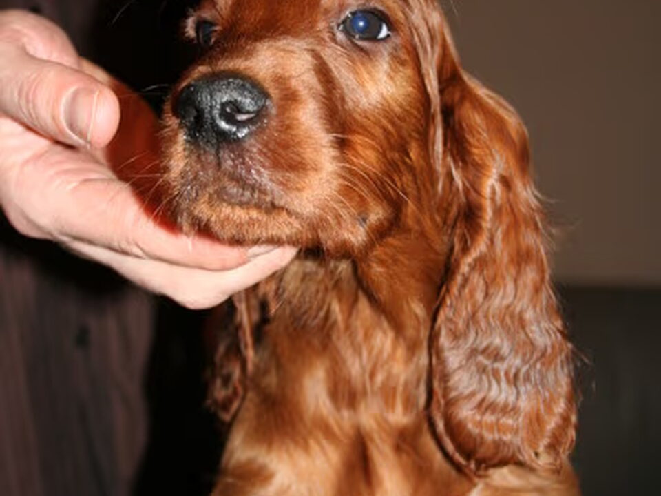 Pups van Oakdene