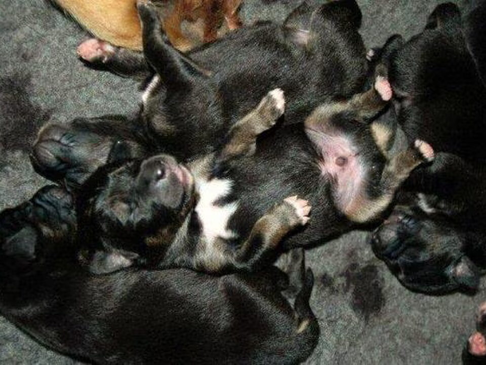 Pups van Do khyi kennel DEKYI CHAMPA