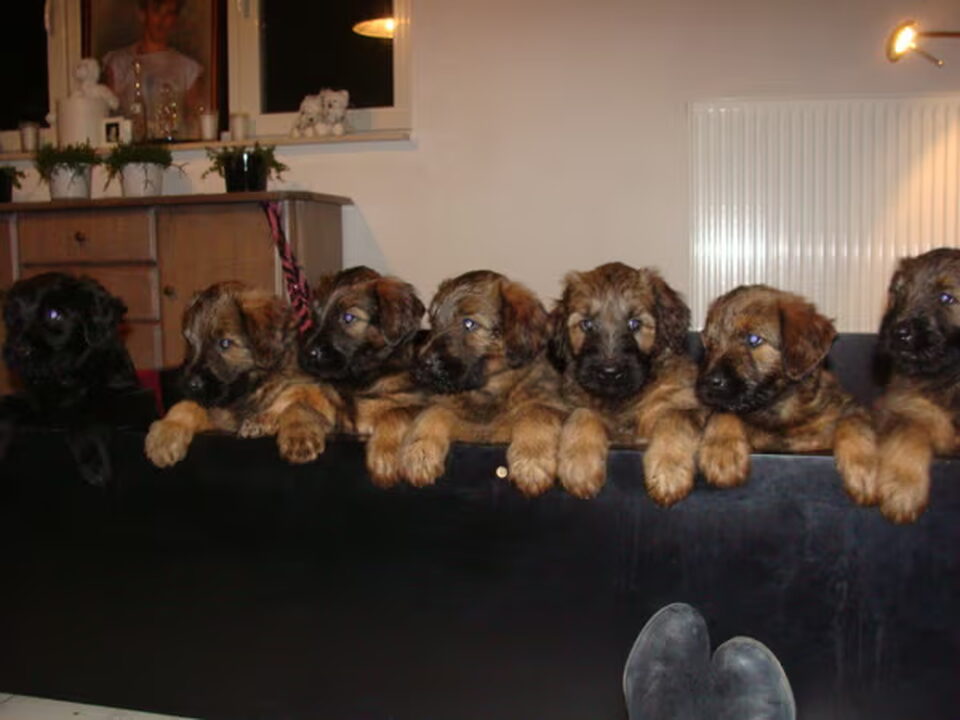 Pups van Provoost Claudia